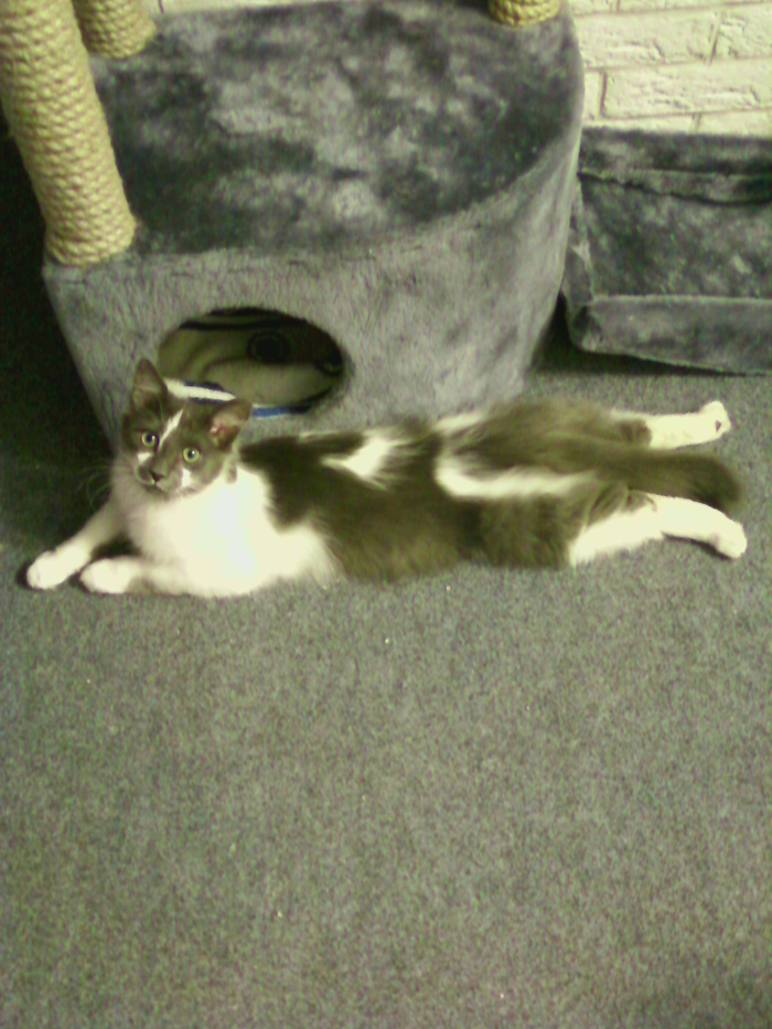 Зверь Севка. Детство. Отрочество. Юность. Кот, Севка, Себастьян Никодимович, Найденыш, Взят с улицы, Длиннопост