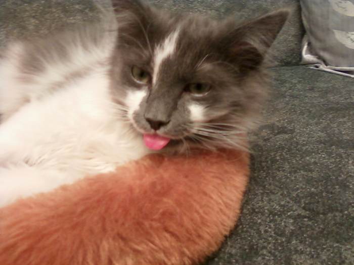 Зверь Севка. Детство. Отрочество. Юность. Кот, Севка, Себастьян Никодимович, Найденыш, Взят с улицы, Длиннопост