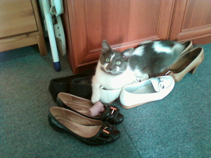 Зверь Севка. Детство. Отрочество. Юность. Кот, Севка, Себастьян Никодимович, Найденыш, Взят с улицы, Длиннопост