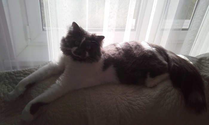 Зверь Севка. Детство. Отрочество. Юность. Кот, Севка, Себастьян Никодимович, Найденыш, Взят с улицы, Длиннопост