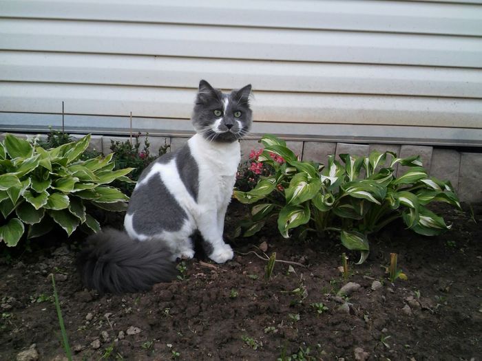 Зверь Севка. Детство. Отрочество. Юность. Кот, Севка, Себастьян Никодимович, Найденыш, Взят с улицы, Длиннопост