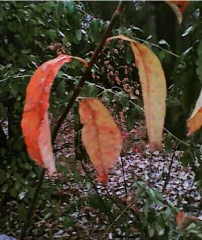 The beauty of autumn. These photos were taken in the forest. The first snow. - My, Nature photo, Autumn, Longpost, Snow, Nature