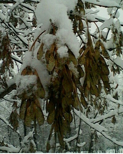 The beauty of autumn. These photos were taken in the forest. The first snow. - My, Nature photo, Autumn, Longpost, Snow, Nature