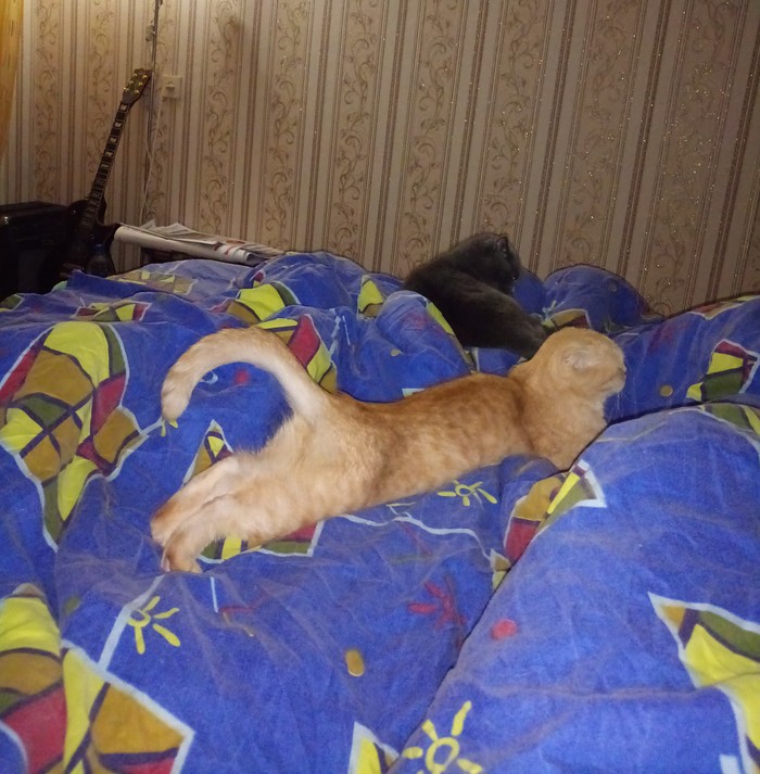 Cat in the tape - sleeping cat, Convenience, cat