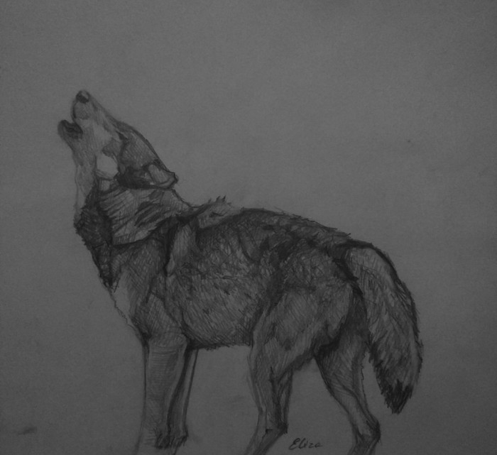 Pencil drawing - My, Pencil drawing, Drawing, Art, Wolf