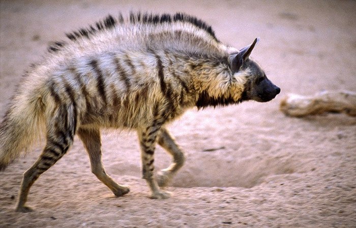 Book of Animals: Striped Hyena - My, Striped hyena, Animal book, Animals, Wild animals, Longpost