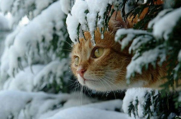 Котенок зимой