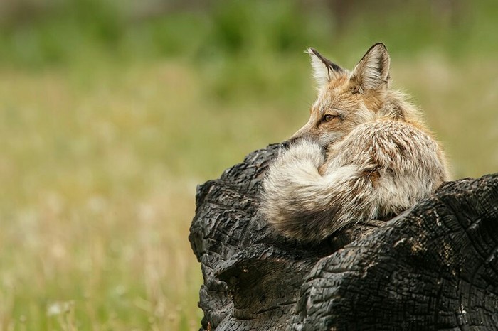 Morning relaxation ^.^ - Animals, Fox, Nature, Good morning, Awakening, Longpost