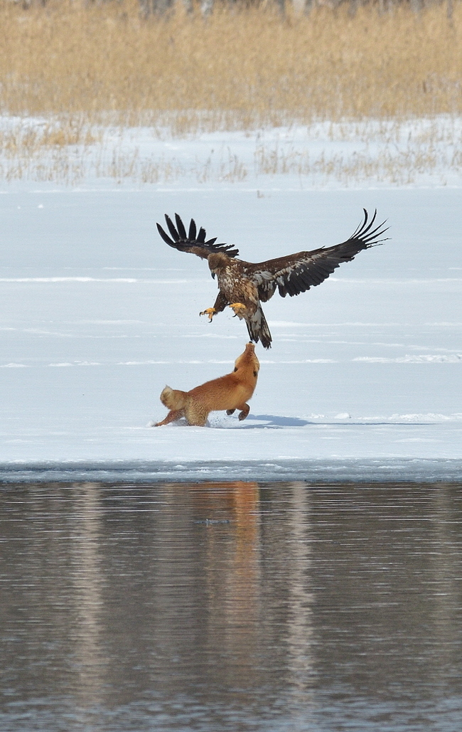 Eagle and fox - Eagle, Fox, Polynya, Not mine, Longpost