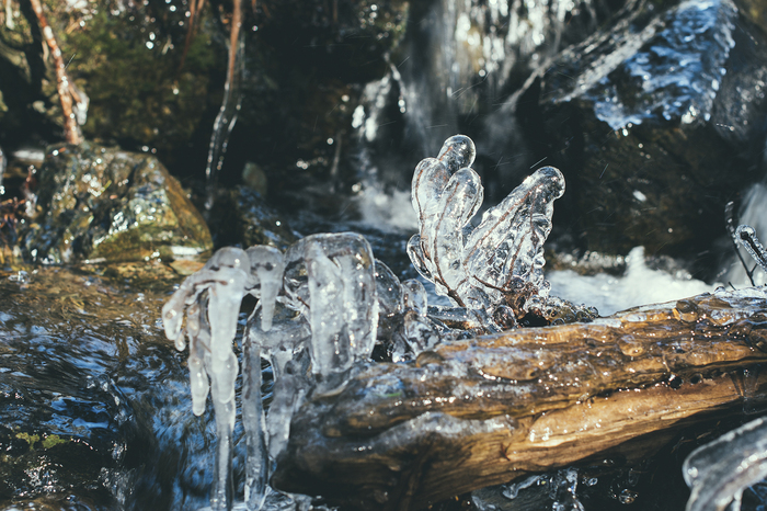 Frozen... - wildlife, My, Sakhalin, Nature