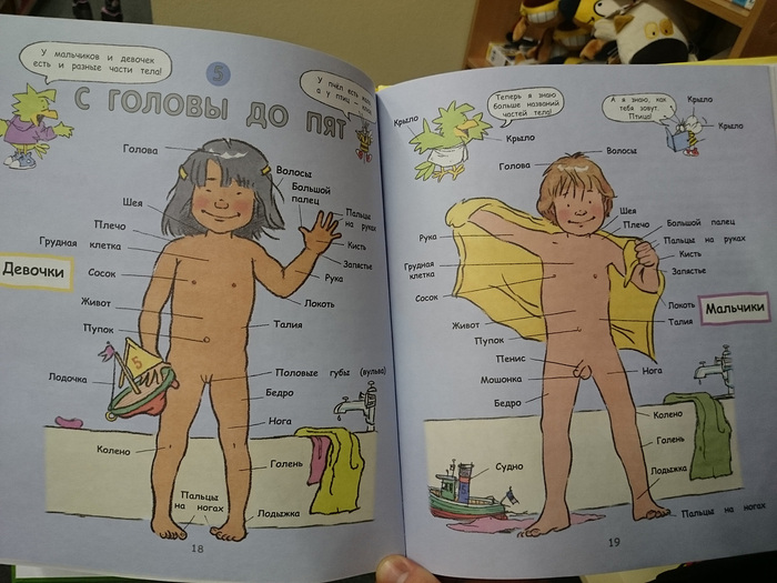 Children's book about anatomy, without any censorship and in general everything is detailed. - NSFW, What's this?, Anatomy, , Longpost