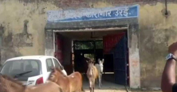 A herd of donkeys was imprisoned in India - news, Donkey, Prison, Plants, Peace, India, Animals, Idiocy, Video