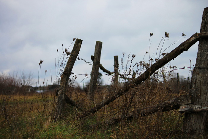 autumn look - My, Autumn, Nature, Duck, River, Horses, moon, Longpost