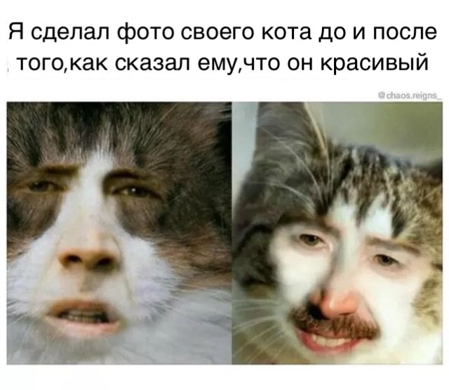 Красивый кот - Кот, Николас Кейдж