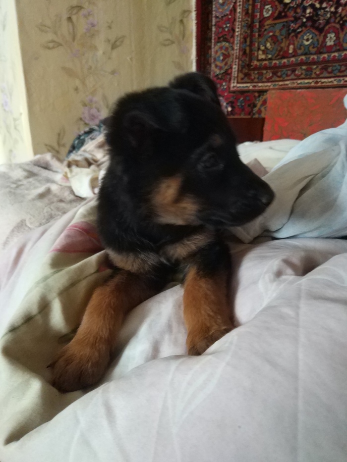 The dog is looking for a home - Dog, Puppies, In good hands, Help, Longpost, Sergiev Posad