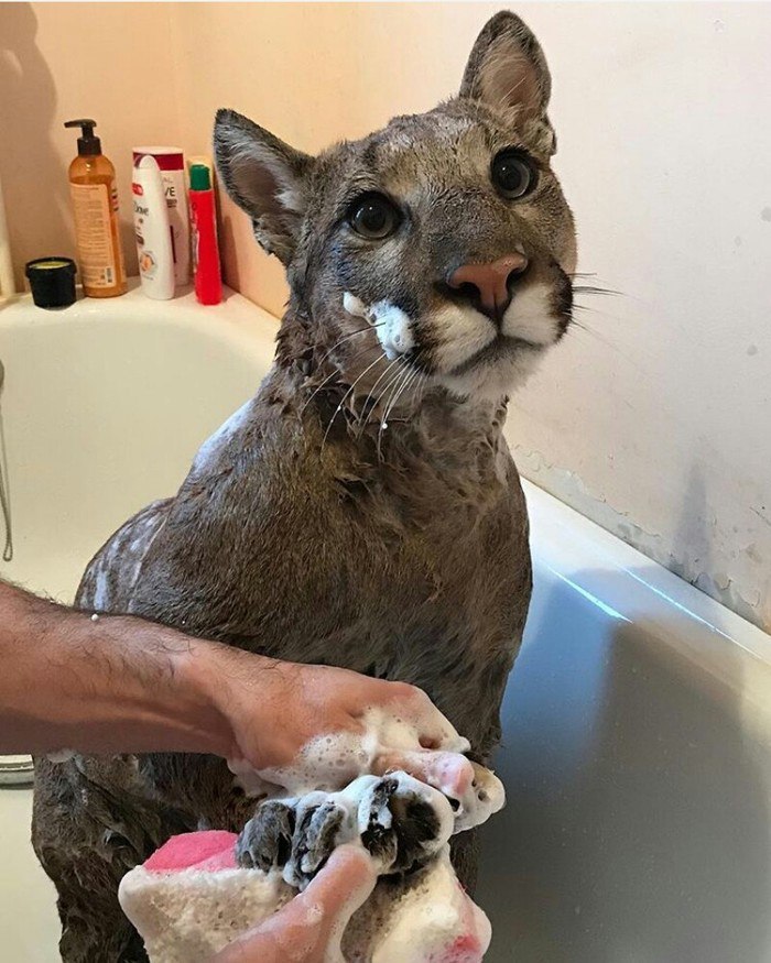 Cute cat ) - cat, Eyes, Bath