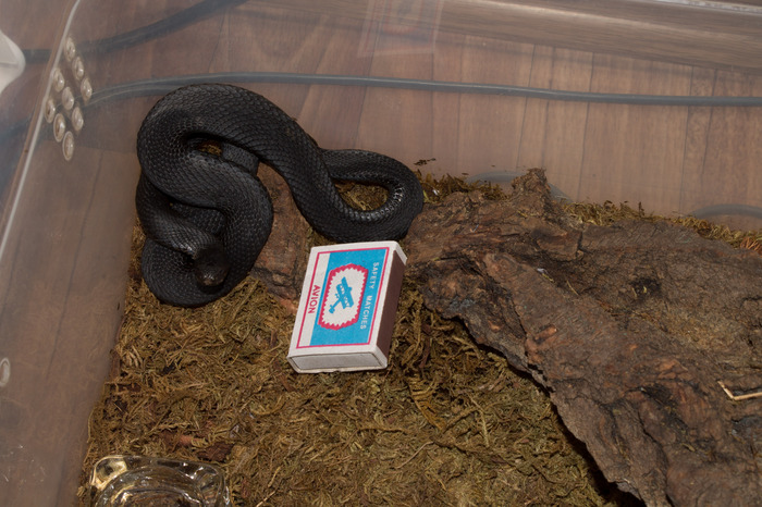 I promised a photo of vipera Nikolskii - My, Snake, Poisonous animals, Black Viper, The photo, Terrariumistics