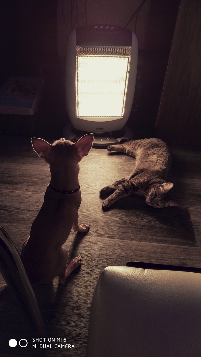 -35 outside the window) my guys are warming up) - Dog, My, Animals, cat