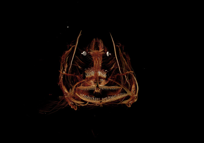 Fish found living at a depth of 8 km - Longpost, Interesting, The science, Depth, A fish, Article