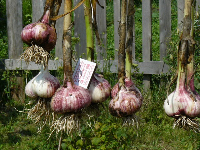 Part nine, maybe. Potato - garlic. - My, Longpost, Retirees, Village, Garden, Garden, House