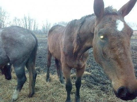 In the Ryazan region - Not mine, Horses, Bombanulo, Ryazan, Longpost, Cruelty to animals