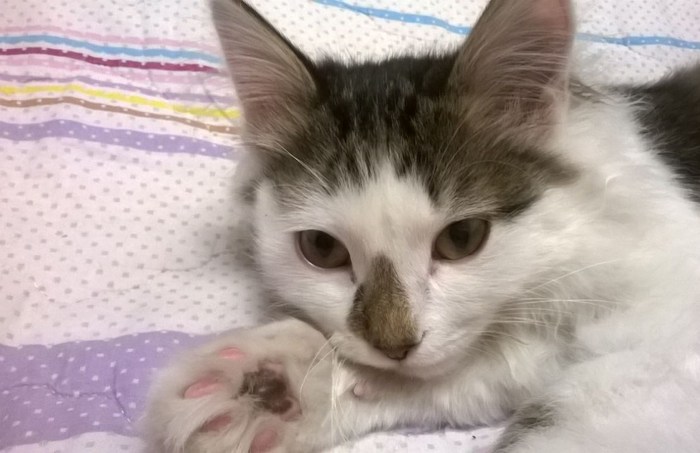 Иркутяне (ангарчане, шелеховчане), кому котенка?