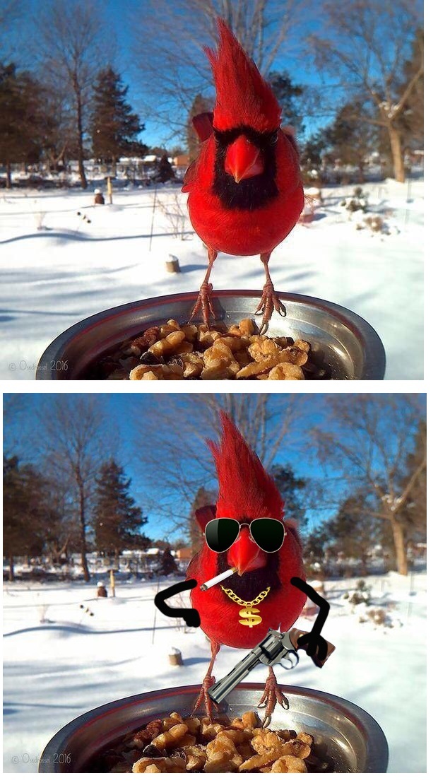 Не забудьте покормить птичек зимой;)