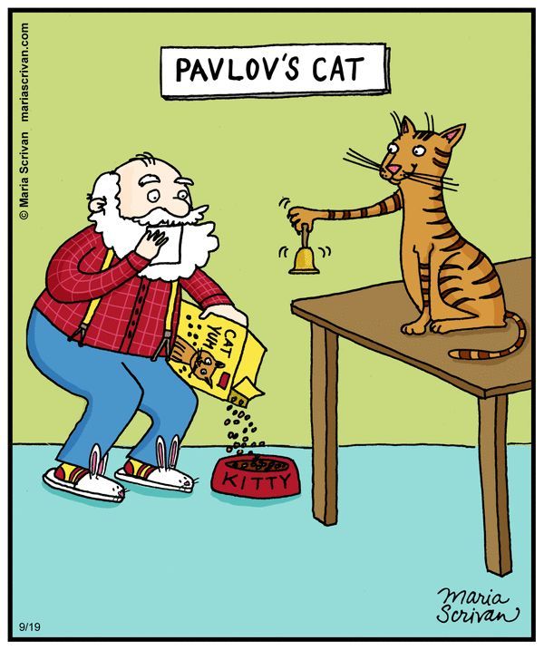 Cognitive Behavioral Therapy - Humor, League of Psychotherapy, cat, Psychology