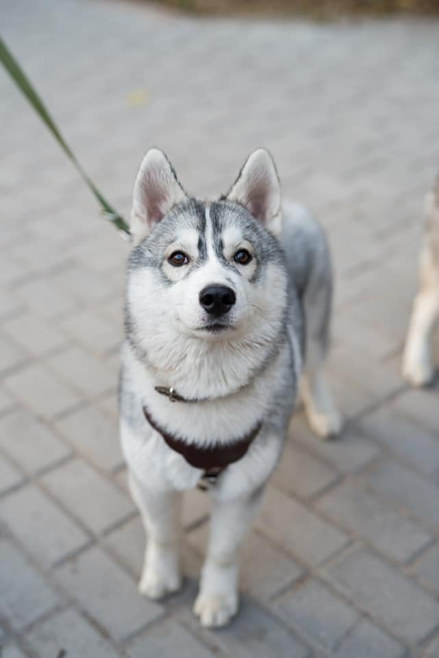 logan. My handsome. - My, Husky, Wolverine X-Men, Bishkek, Dog, Logan