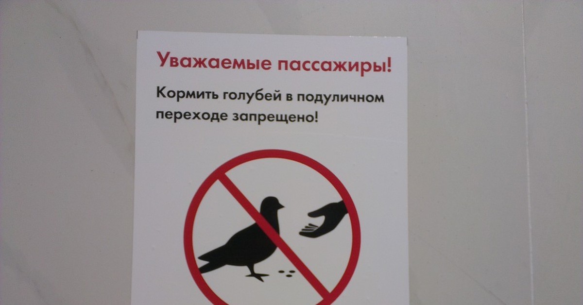 Почему кормят голубей. Не кормите голубей объявление. Кормление голубей запрещено. Кормление голубей запрещено табличка. Объявление о запрете кормления птиц.