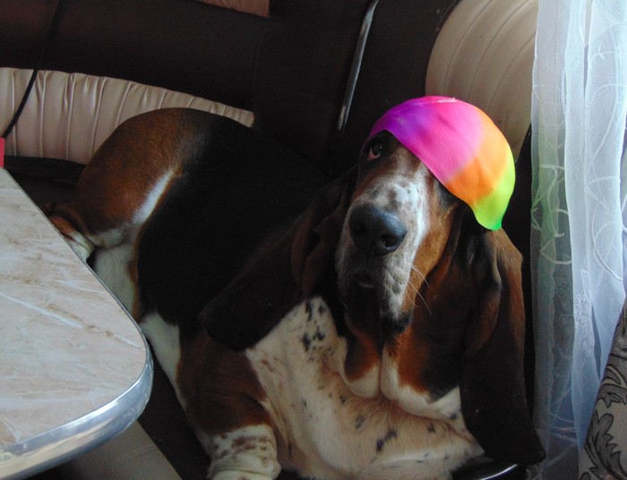 Basilius - My, Dog, Basset Hound, Bragging, Milota, Longpost, Boasting