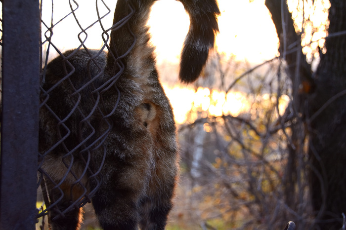 Here is such a sunset. - My, cat, Evening, Sunset, The photo