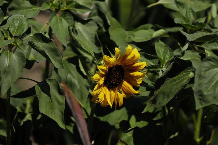 Flowers, flowers - My, Flowers, Nikon, , , , Beginning photographer, Longpost, 