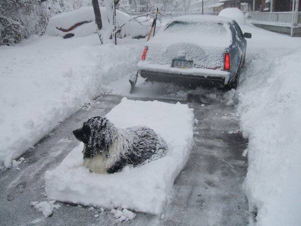 First big snow. - Dog, Snow, Winter