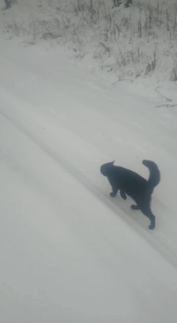 Деревенский котэ Кот, Лес, Деревня, Собаки и люди, Гифка