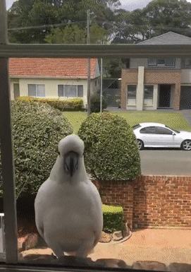 Australian animals not only want to kill you, but destroy your home - A parrot, Window, Cockatoo, Destruction, Birds, Australia, Frame, , GIF