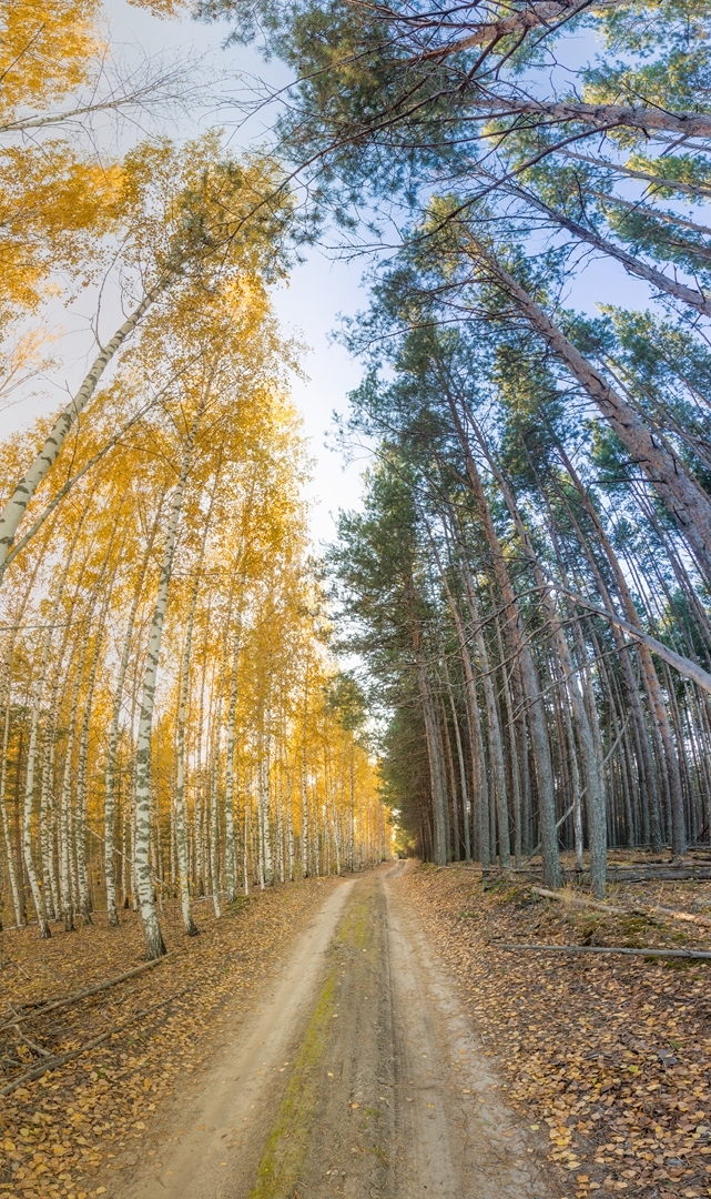 Lake Izyary in October - My, Chuvashia, Cheboksary, Zavolzhye, , Lake, Forest, Autumn, October, Longpost