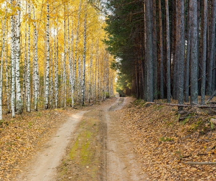 Lake Izyary in October - My, Chuvashia, Cheboksary, Zavolzhye, , Lake, Forest, Autumn, October, Longpost