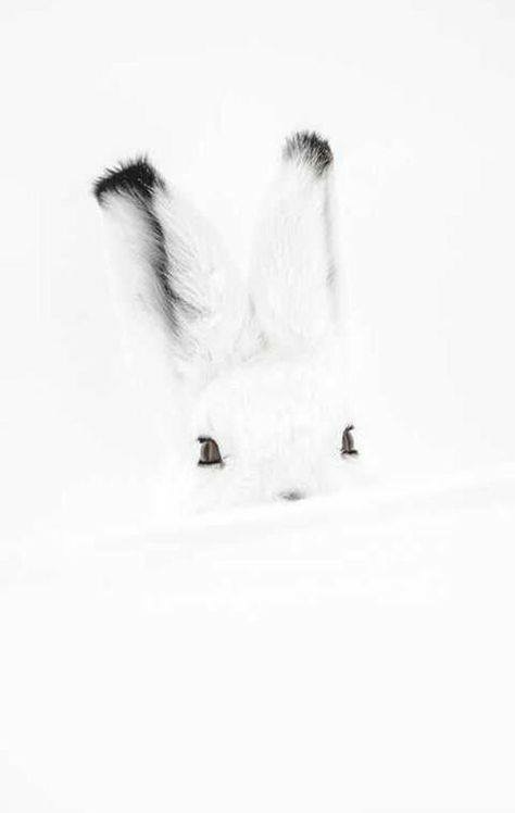 With winter! - Snow, Hare