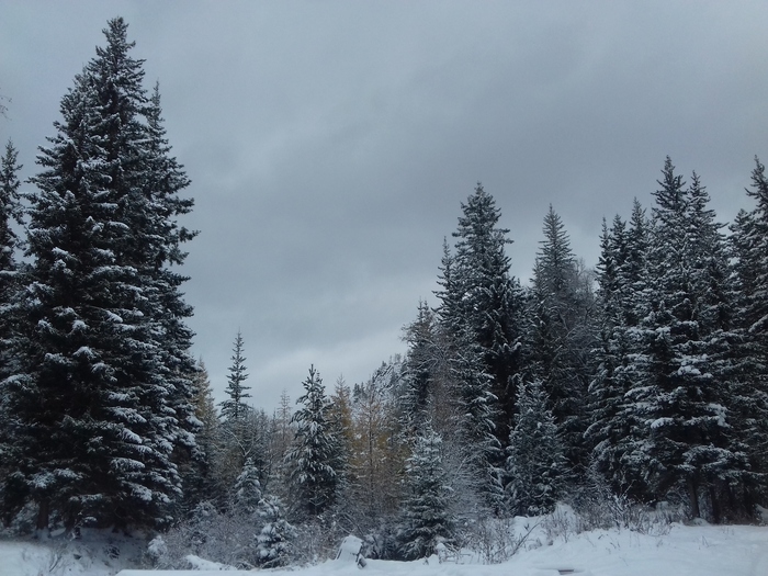 Snow in the forest! - My, Winter, Snowball, Autumn, The nature of Russia, Longpost