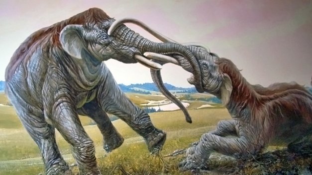 Two mammoths - duellists, forever together.... - My, Mammoth, Duel, Coyote, , Longpost