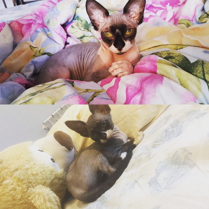 The kitten is already quite a cat - My, cat, sphinx cat, Sphinx, Time flies