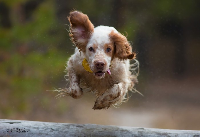 A walk is time to fly... - The photo, Dog, Setter, Walk
