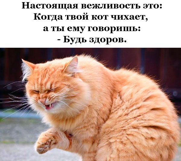 Настоящая вежливость. - Котомафия, Вежливость, Кот