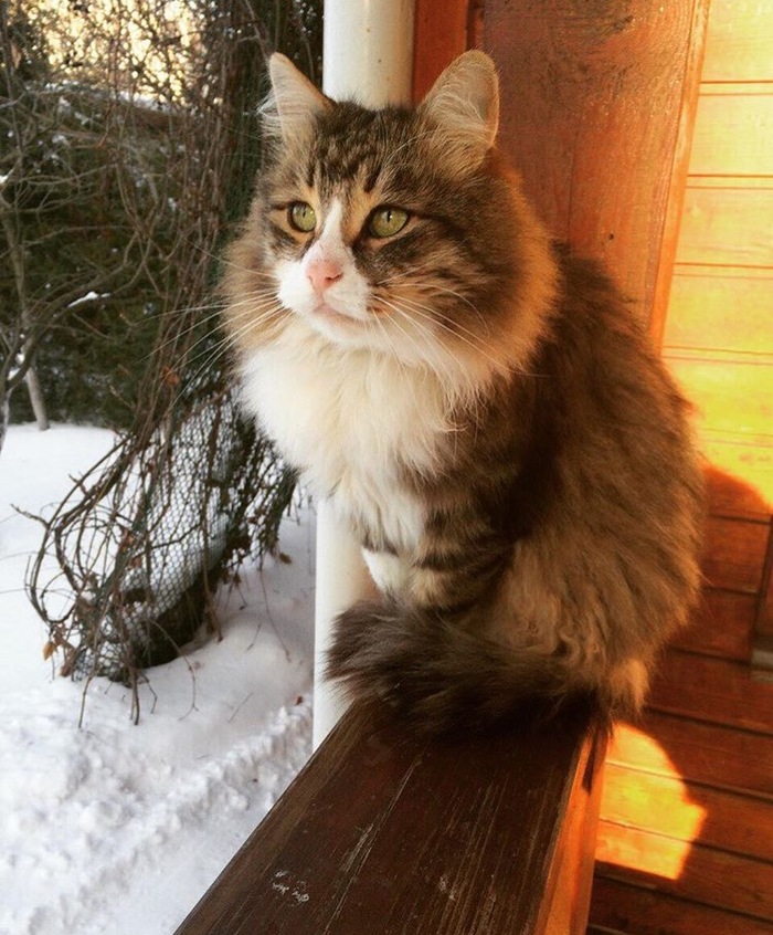 On one day of winter! - My, cat, Winter, Snow, Siberian cat, Fluffy, Catomafia