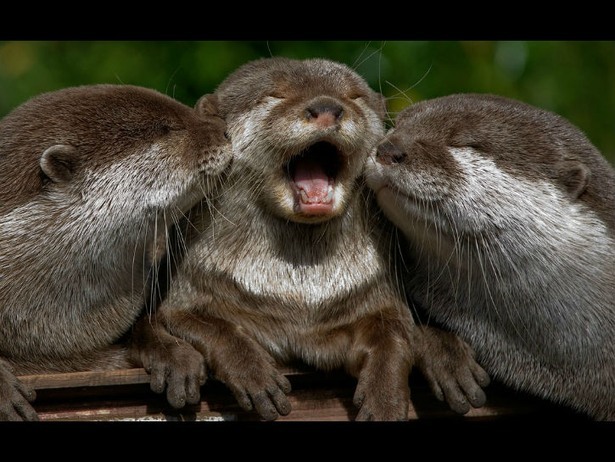 The cutest otters in the world - Otter, Animals, Milota, cuteness