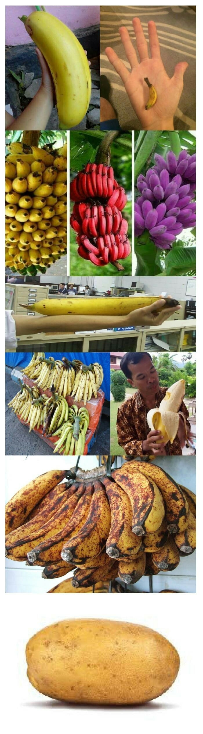 banana variety post - Banana, Color, The size, Longpost