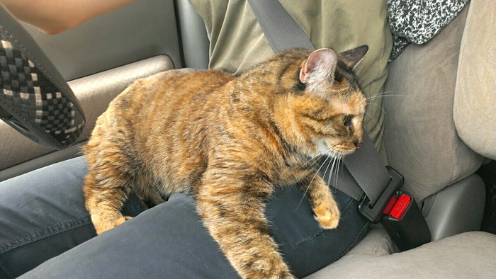 Traveling with a cat - My, cat, Road trip, 