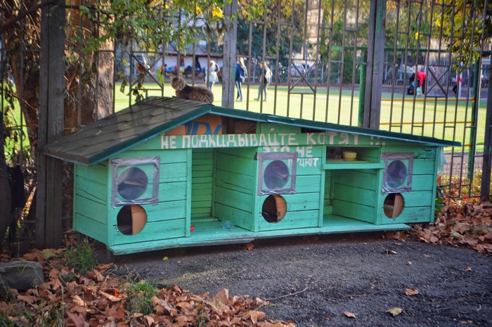 cat hostel - My, cat house, Dormitory, cat, House, Sochi