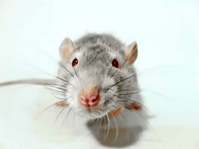 ���������� ����������.